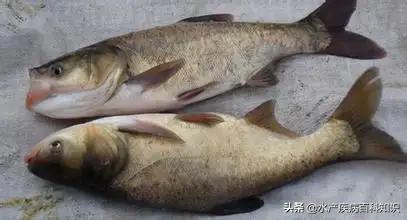 怎么让花白鲢活过两天,花白鲢的养殖技术与方法