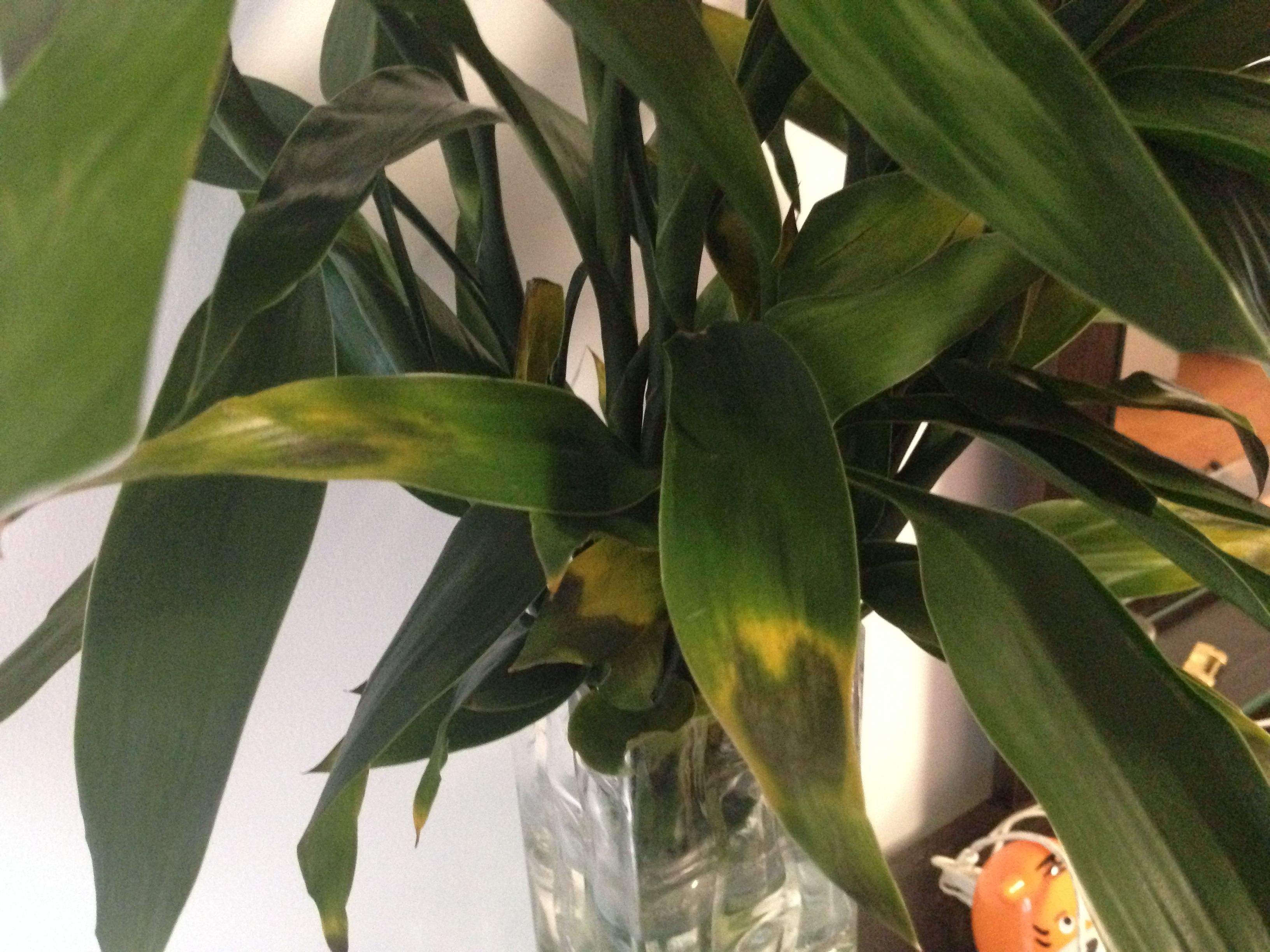 刚买的富贵竹怎么养容易生根,富贵竹怎么养能快速生根不黄叶