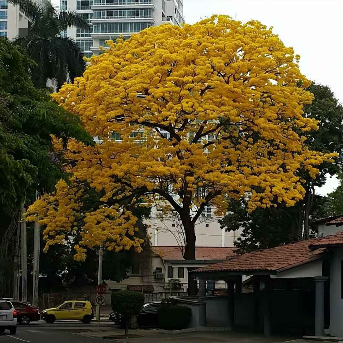 城里人到农村种树养老,农村老人靠儿子养老还是女儿养老
