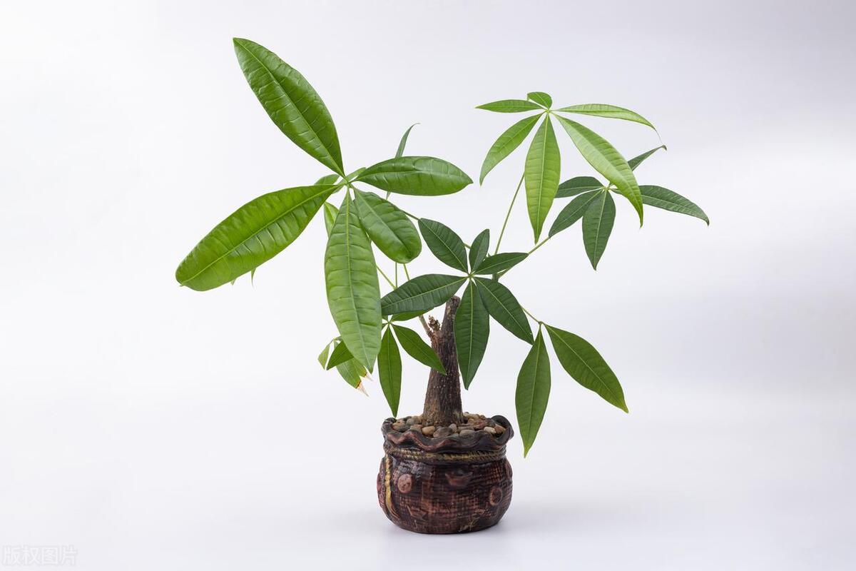 十大最聚财旺家宅的绿植好养活,有招财寓意的大型绿植