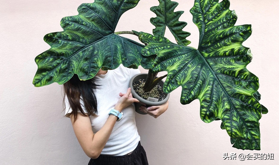 好看的绿植店铺推荐,招财又好养的店铺绿植