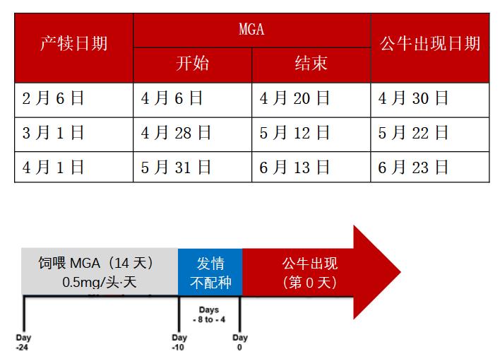 公牛本交育种操作中的同期发情技术