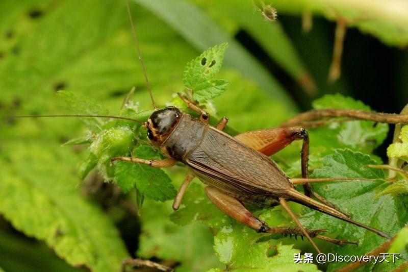 昆虫世界科普一下,昆虫百科知识甲虫