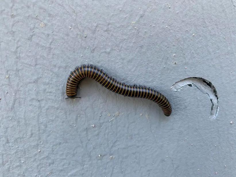 天鹅把*粟罂**当油菜吸嗨了，狗舔癞蛤蟆上瘾，动物吸毒有什么后果？