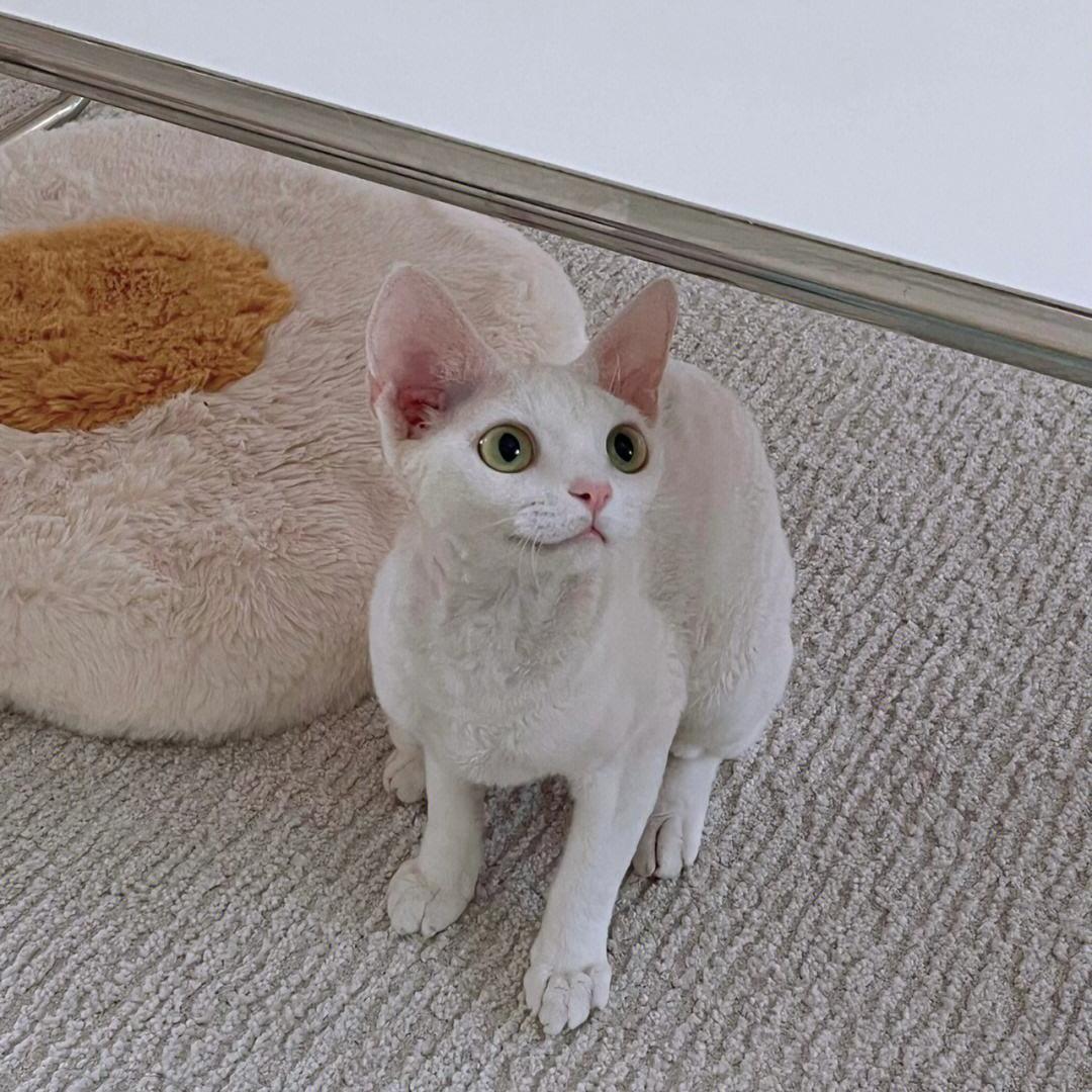 德文猫都很瘦吗,德文猫乖巧吗