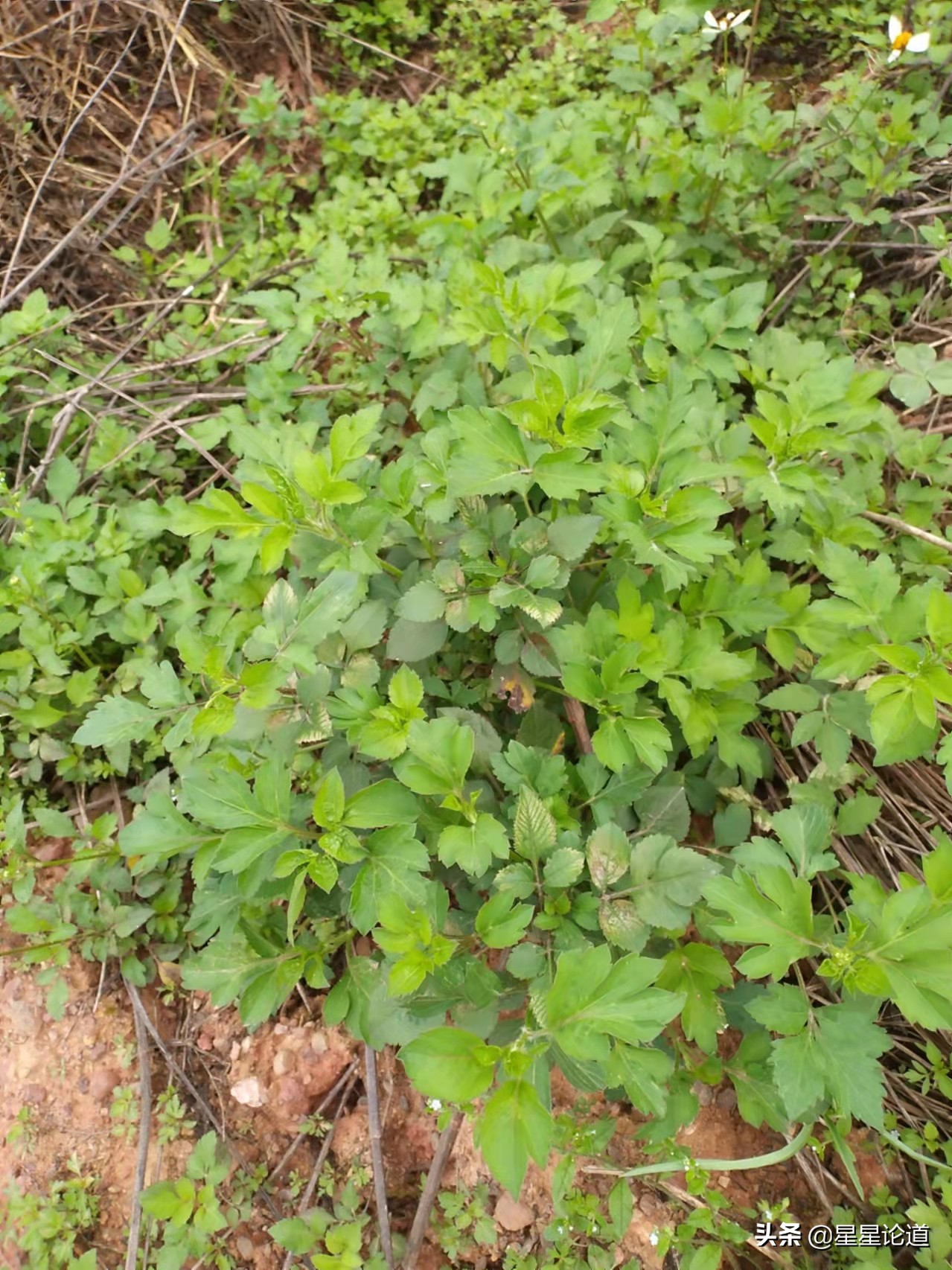 春尝野味菜当先*星星论道