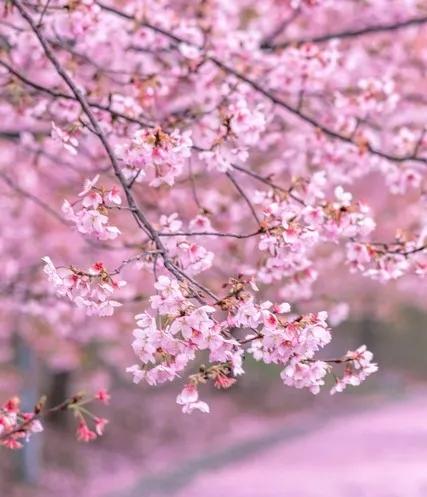 在温暖的春风里与樱花来场约会,赶在春天的末尾赴一场樱花之约