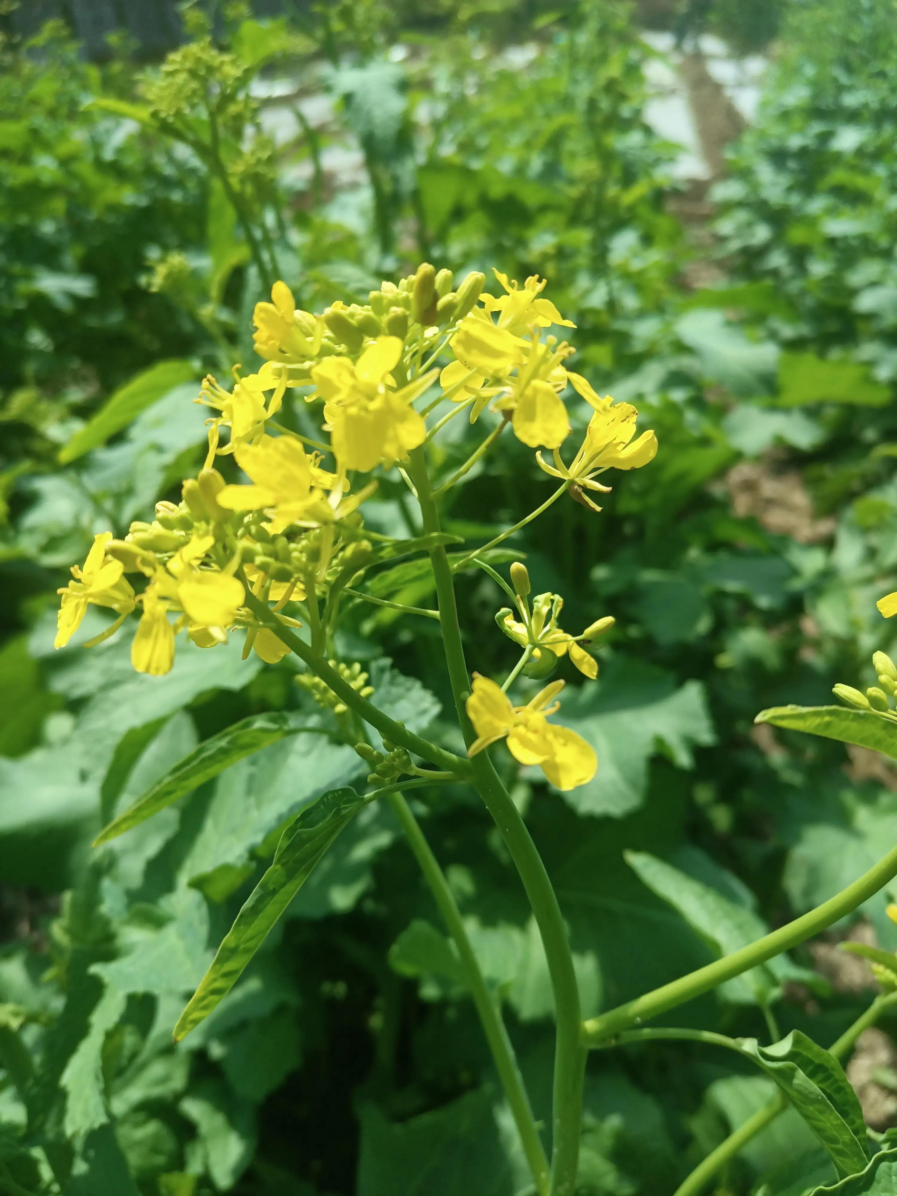 闲来无事荡秋千视频,山中荡秋千