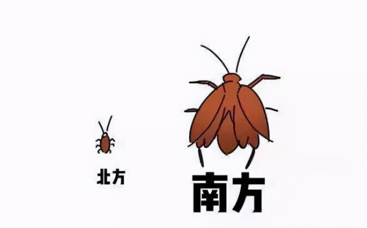 杀虫剂杀得了蟑螂吗,家里的蟑螂用杀虫剂都杀不死