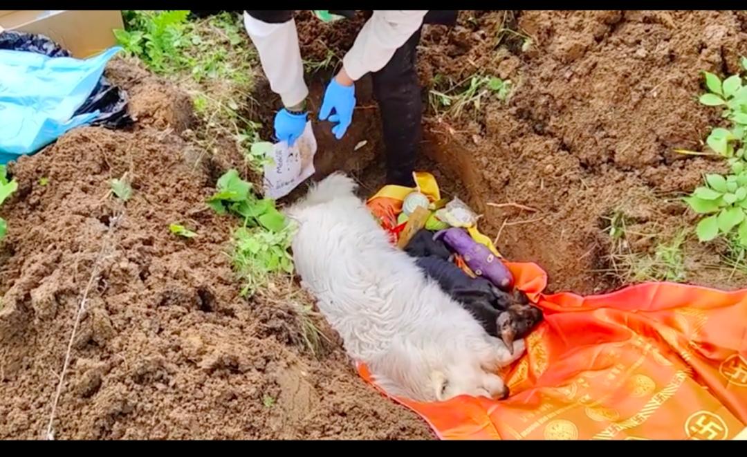 主人给狗狗治病它知道吗,主人被杜宾幼犬打过全部疫苗抓到