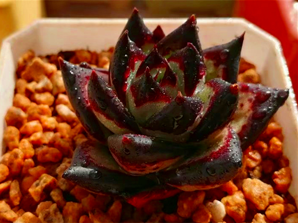 如何认清所有多肉的品种,270种常见多肉你都认识吗