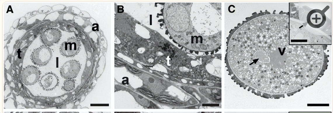 NPF2.8促进因子对拟南芥花粉表面黄酮醇糖苷积累作用的研究