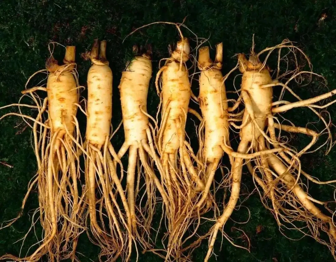 最好的野人参值多少钱一斤,野人参一般20年多少钱