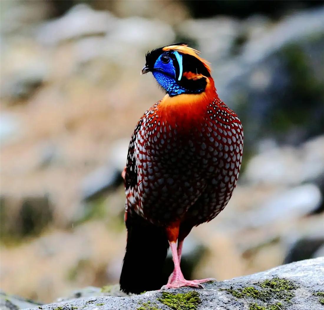 张家界罕见“娃娃鸡”，能发出婴儿般的啼哭，竟是“牢底坐穿鸟”