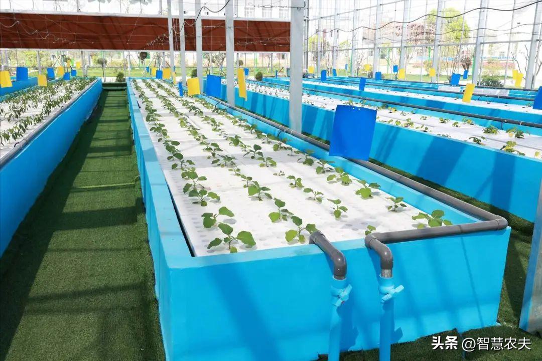 种菜不施肥养鱼不换水鱼菜共生,永不换水的阳台鱼菜共生系统