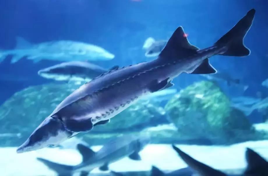 吃它就如吃一套房，鲟鱼子酱为何是黑色黄金？中华鲟已濒临灭绝！