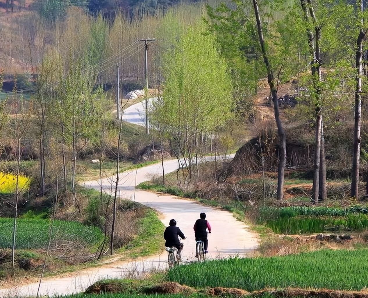 养孔雀主要靠什么赚钱,在农村养孔雀挣钱吗投资多少