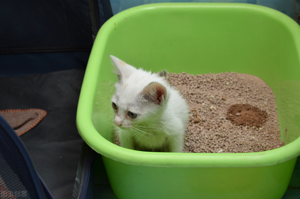 猫咪在床上拉屎然后被打了,猫咪为什么会在床上拉屎尿尿