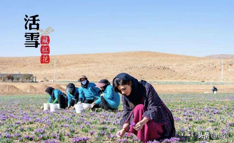 伊朗藏红花精品藏红花,藏红花主要产自哪国
