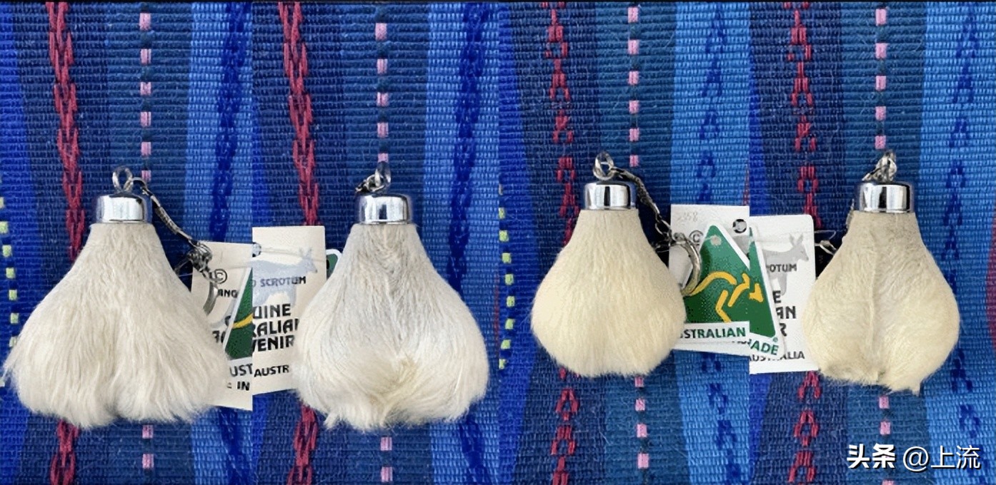 澳洲公袋鼠,澳洲的公袋鼠