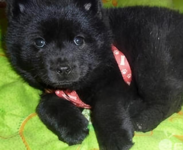 鏉戞皯鎶婄唺褰撶嫍鍏讳簡涓夊勾,琚潙姘戞敹鍏荤殑鐔婂唇