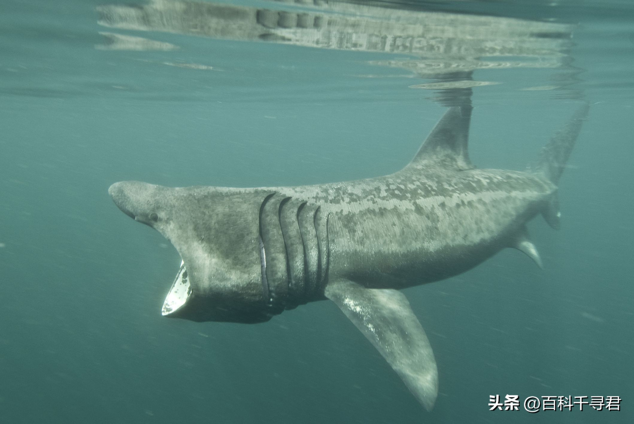 翻车鲀是世界上最大的硬骨鱼类吗,翻车鲀是世界上最大的鱼类吗