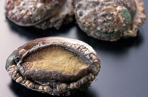 鲍鱼中常见的寄生虫,鲍鱼饲料有毒吗