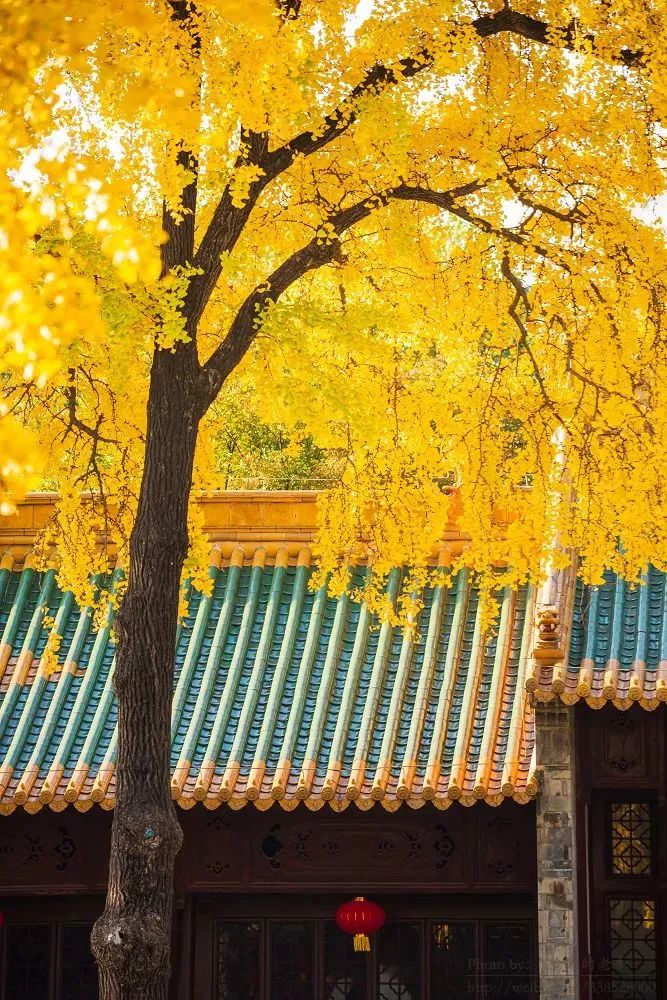 南京的法国梧桐秋天图片,南京法国梧桐秋天