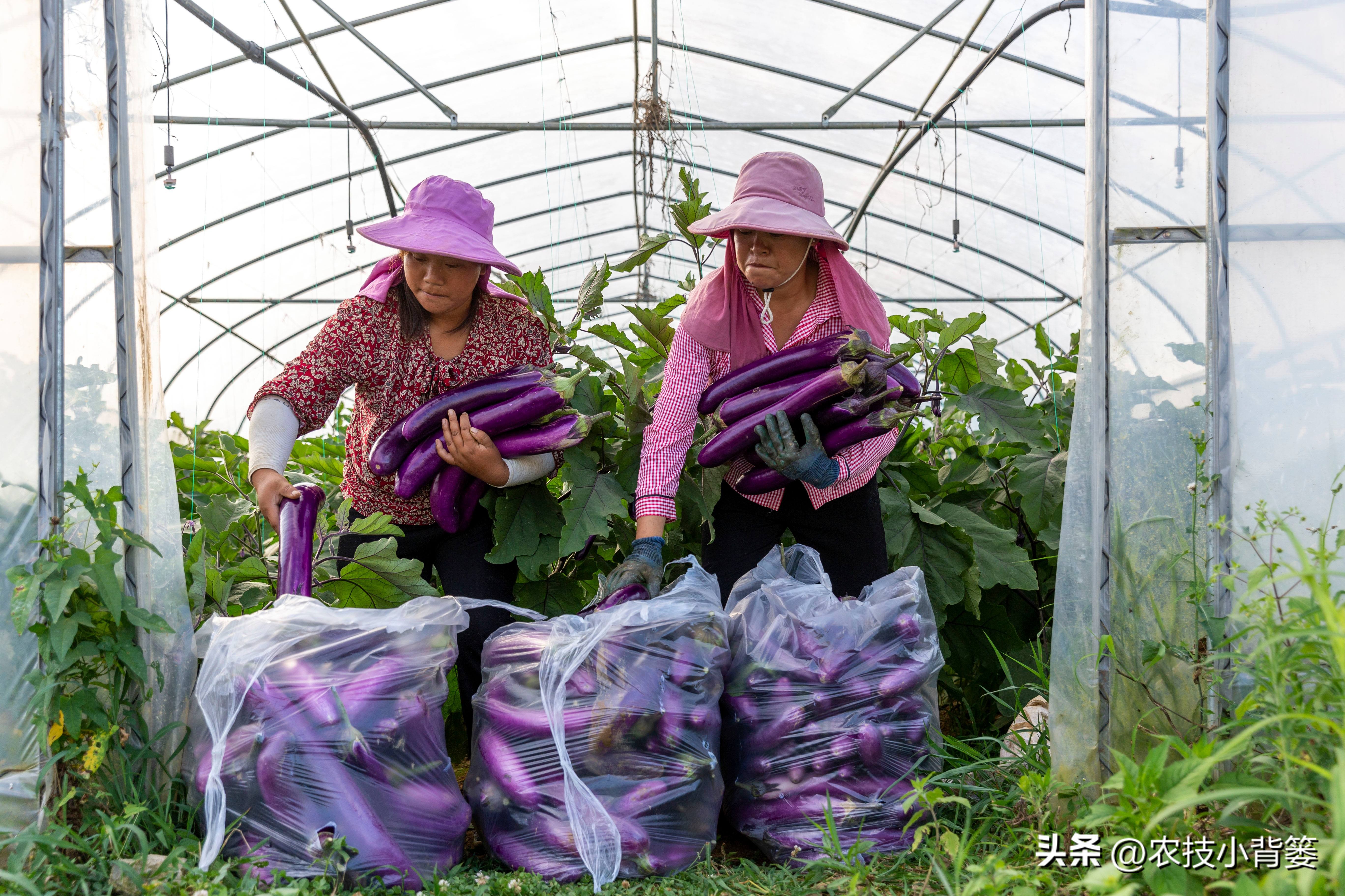 作物旺长怎么办,作物徒长问题及解决方案