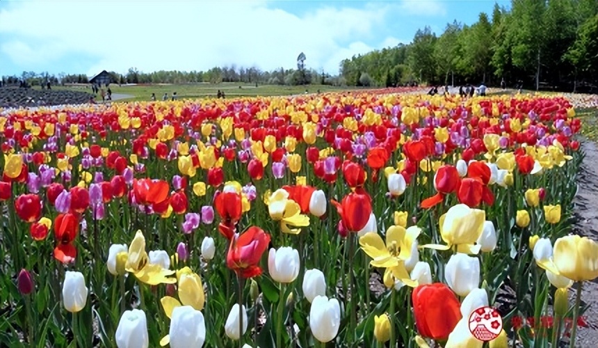 北海道的薰衣草花海在哪里,日本北海道薰衣草花海图片