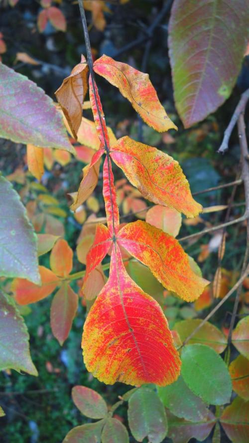 五倍子是盐肤木的种子吗,五倍子是长在盐肤木上的吗