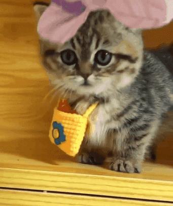 猫咪是近视吧,猫咪真的是近视眼吗