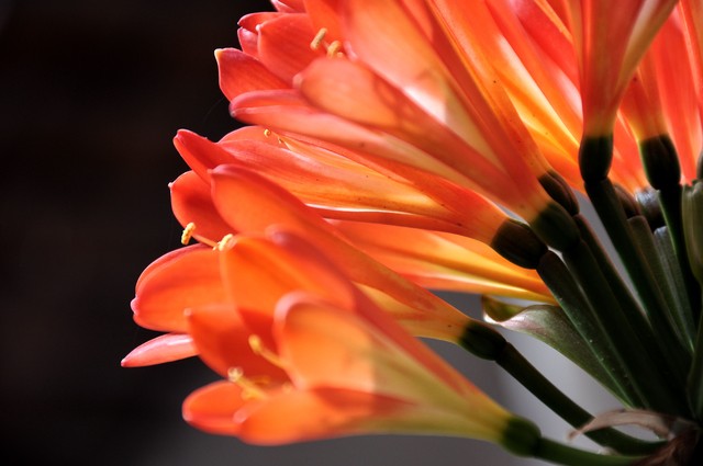 君子兰属兰花,君子兰兰花咋养