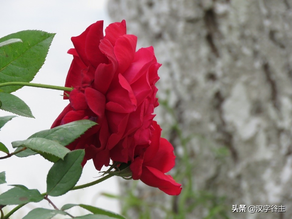 国家植物园游览掠影,走进国家植物园南北月季花海