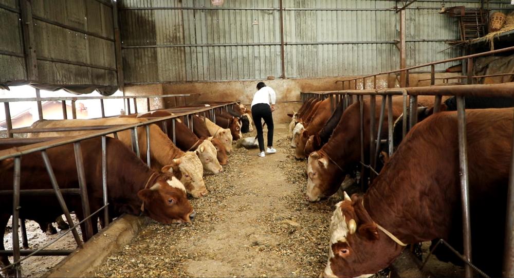 养牛人一般喂牛怎样喂,怎样喂牛长得又肥又快