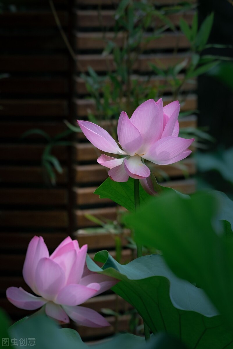 荷花图片禅意荷花,清新唯美的荷花图片