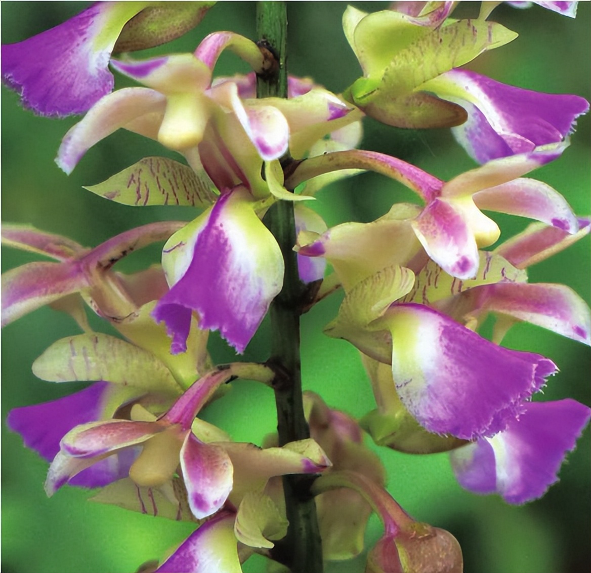 兰花多花指甲兰详解,兰花指甲