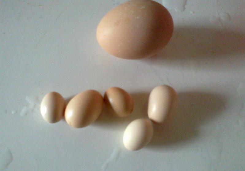 鸡下小蛋软蛋多怎么回事,鸡下的蛋特别小是怎么回事