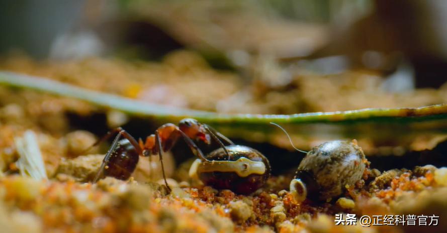 自然界中逆天的动物,大自然中智商高的动物