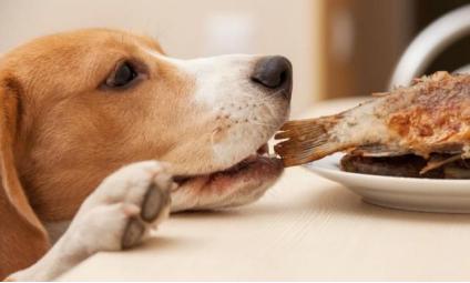 狗狗胰腺炎怎么治疗最好的方法,胰腺炎的症状胰腺炎的治疗和预防