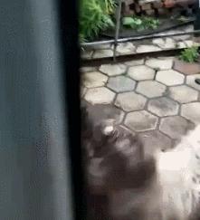 趁主人不在家，萨摩耶把酒桶咬烂，咕噜咕噜喝醉了