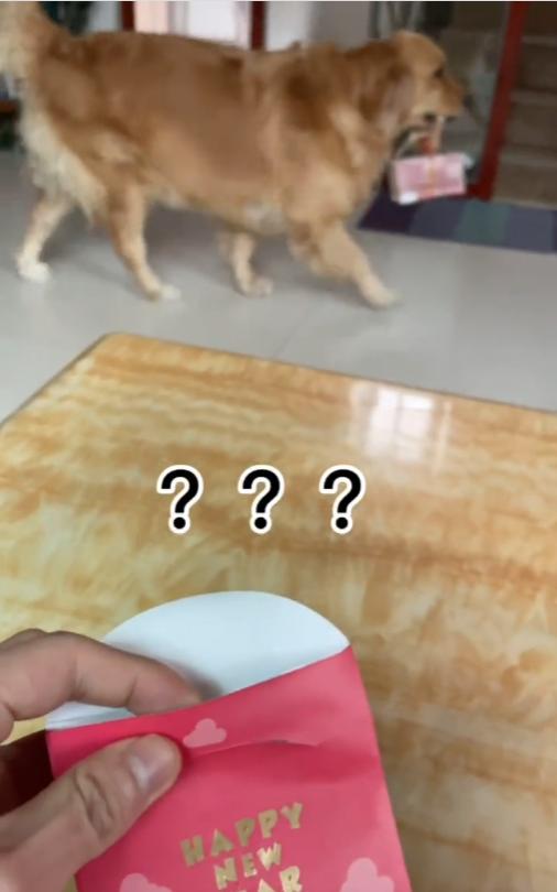 网红金毛coco到底是得了什么病,金毛coco离世原视频