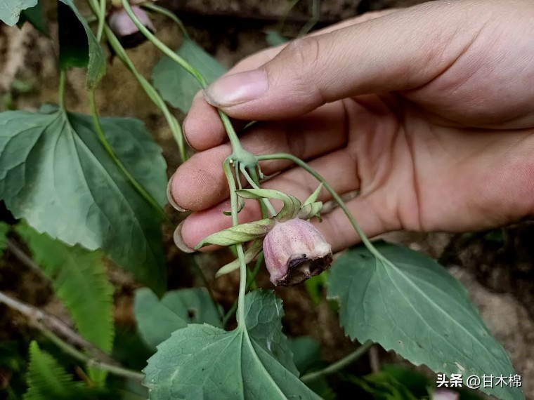 这种野果很清甜，它的根茎还是上好的煲汤辅料，可惜很多人不认识