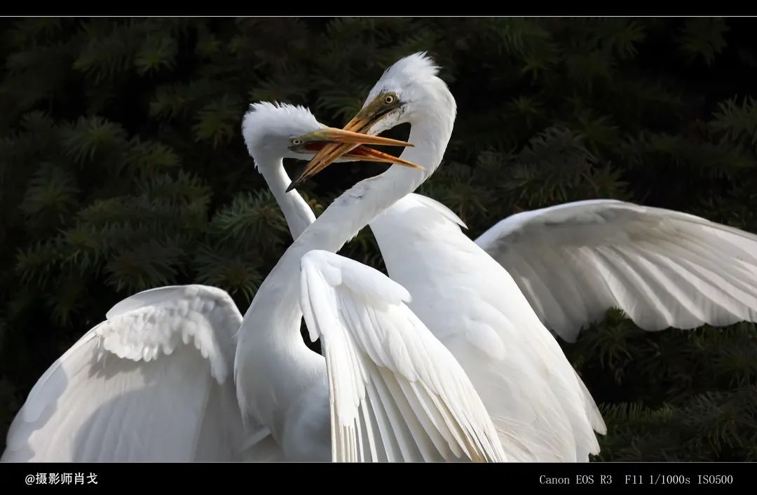 佳能rf800mmf5.6价格,佳能rf800mmf5.6定焦镜头能拍多远