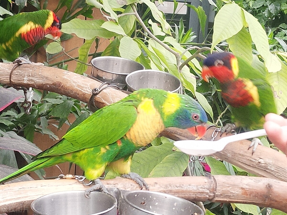 鹦鹉断粮怎么办,鹦鹉断粮怎么才能防止被饿死