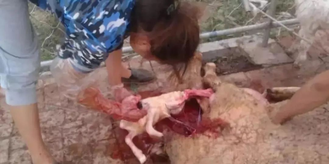 百万年薪兽医师,兽医治老牛病