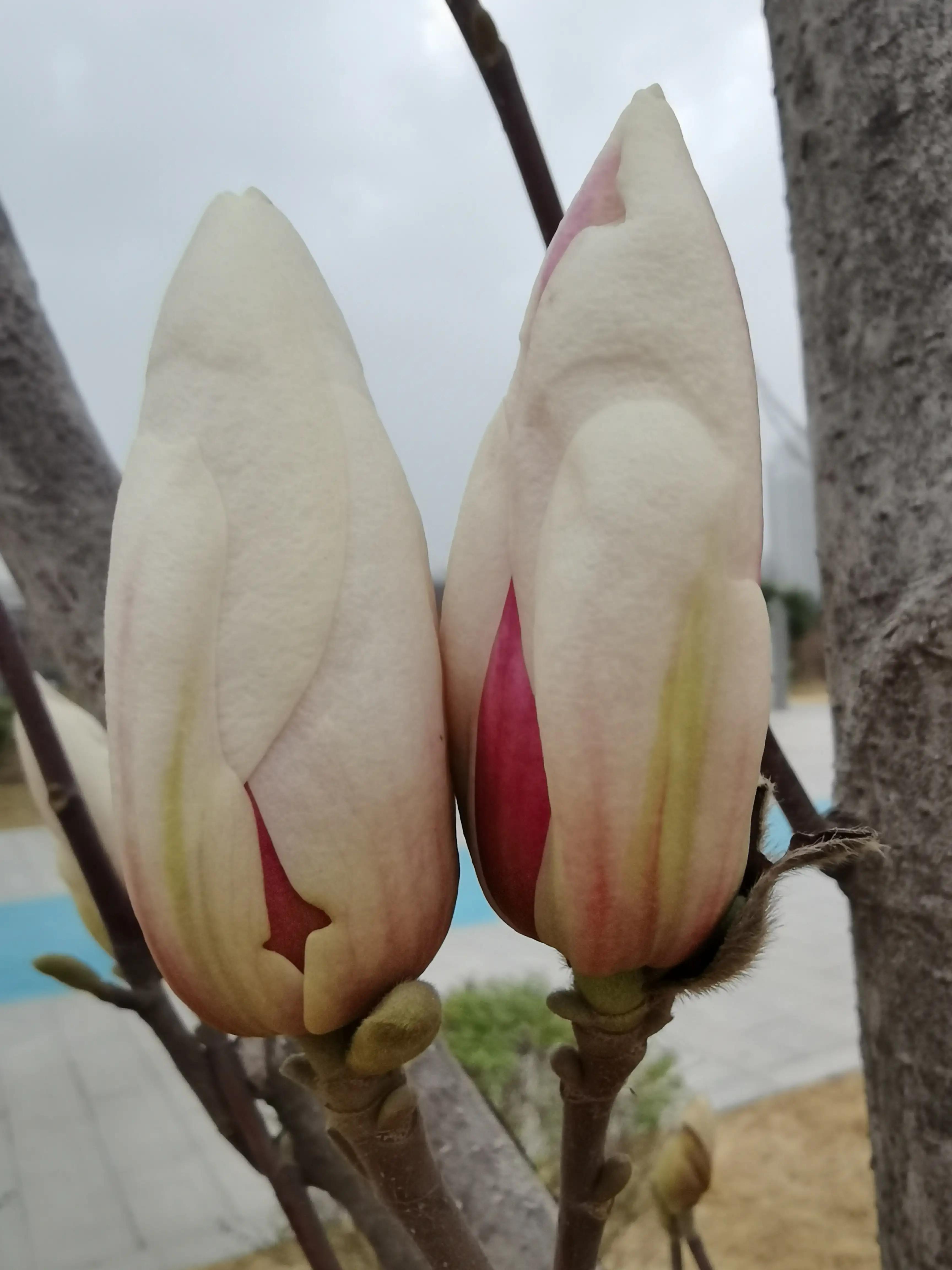 玉兰花的花语视频,玉兰花的花语微博