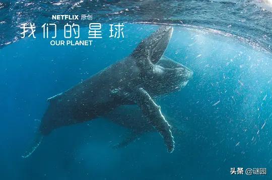 亲子互动纪录片大全,适合儿童看的自然界纪录片