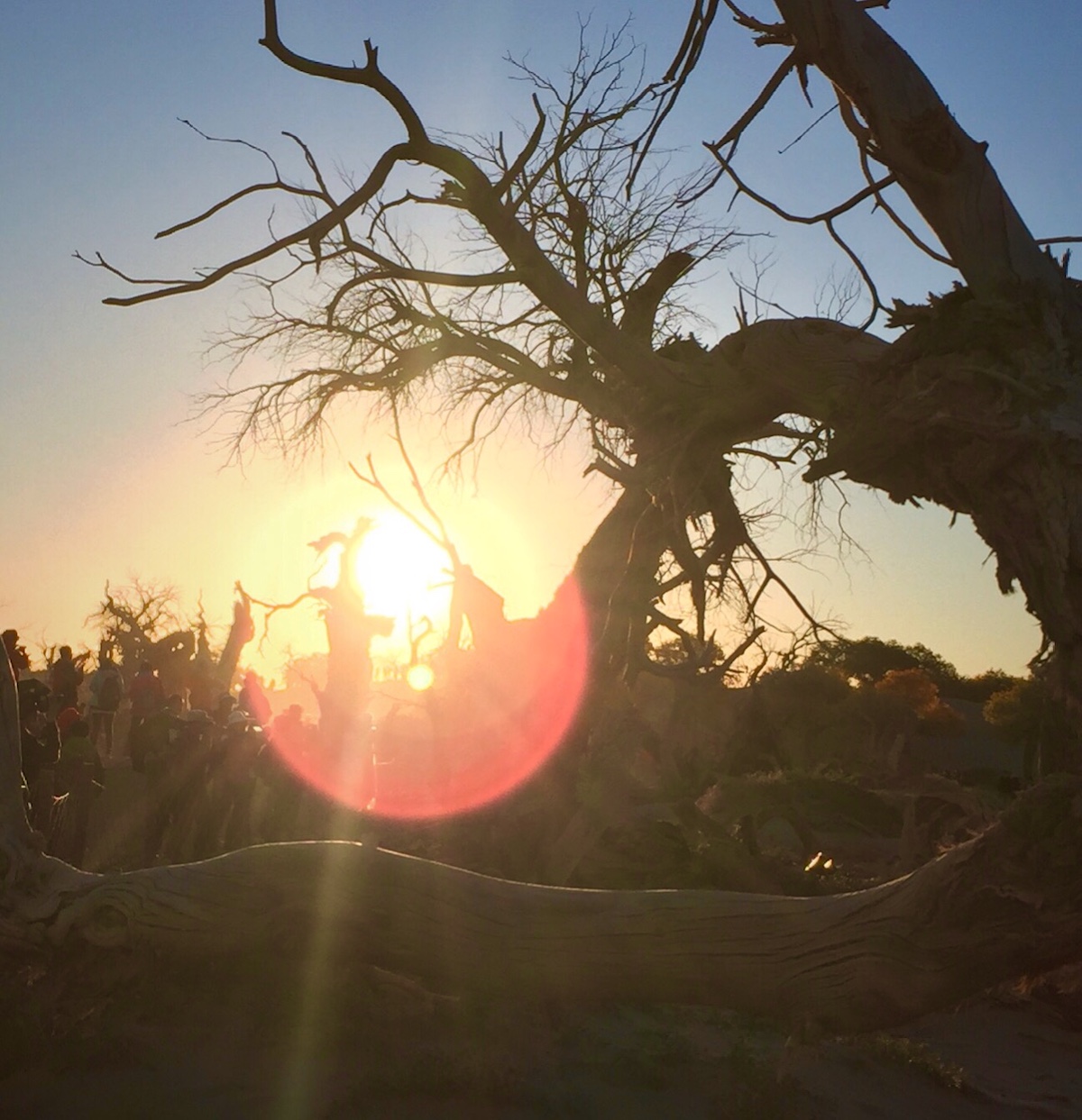 北京自驾额济纳胡杨林十天攻略,从北京到额济纳胡杨林线路