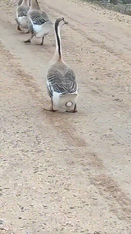 神回复的含义是什么,神回复的语句